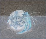 Cobito (Hermit Crab) - Cabo Rojo, PR